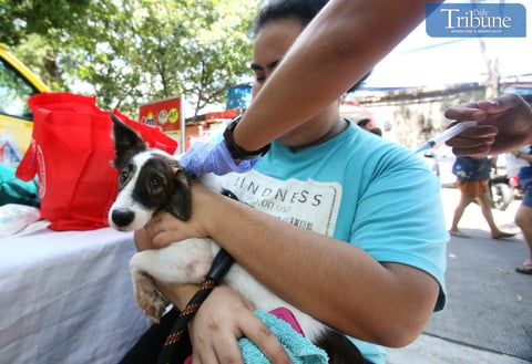 1 out of 7 passed May 2026 Veterinarians SPLE 